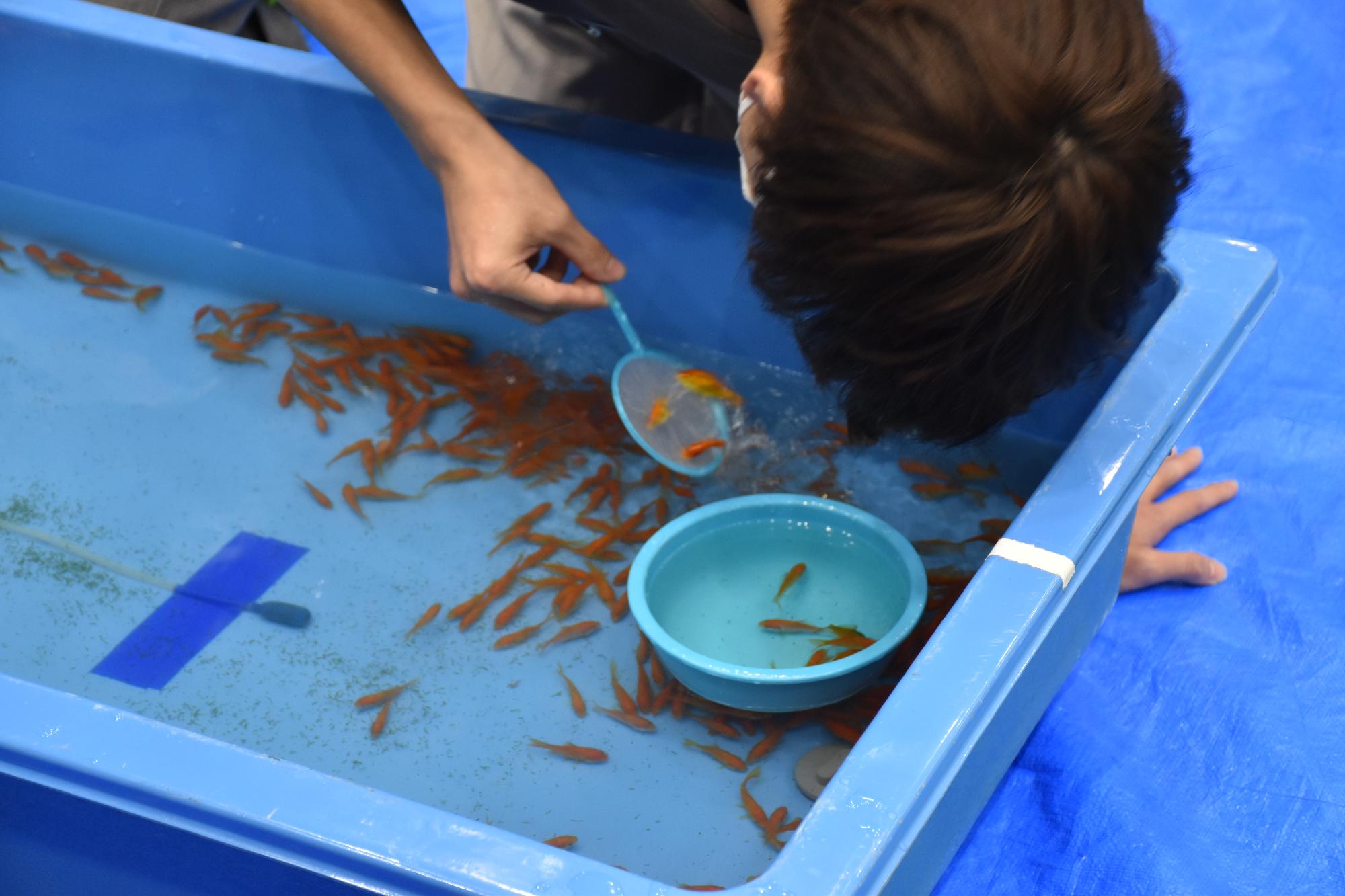 全国金魚すくい選手権大会の様子