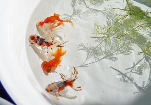 白い鉢の中で泳ぐ金魚