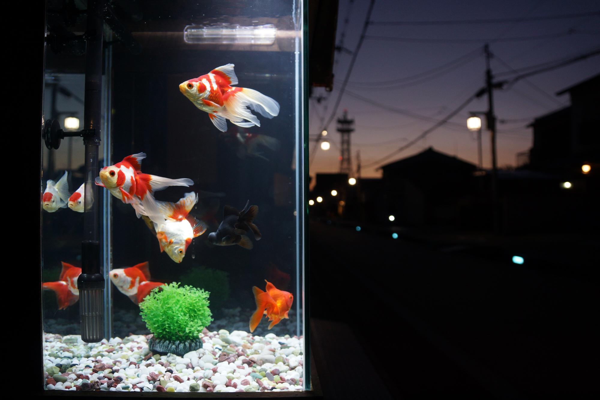 まちなかの水槽の中で泳ぐ金魚