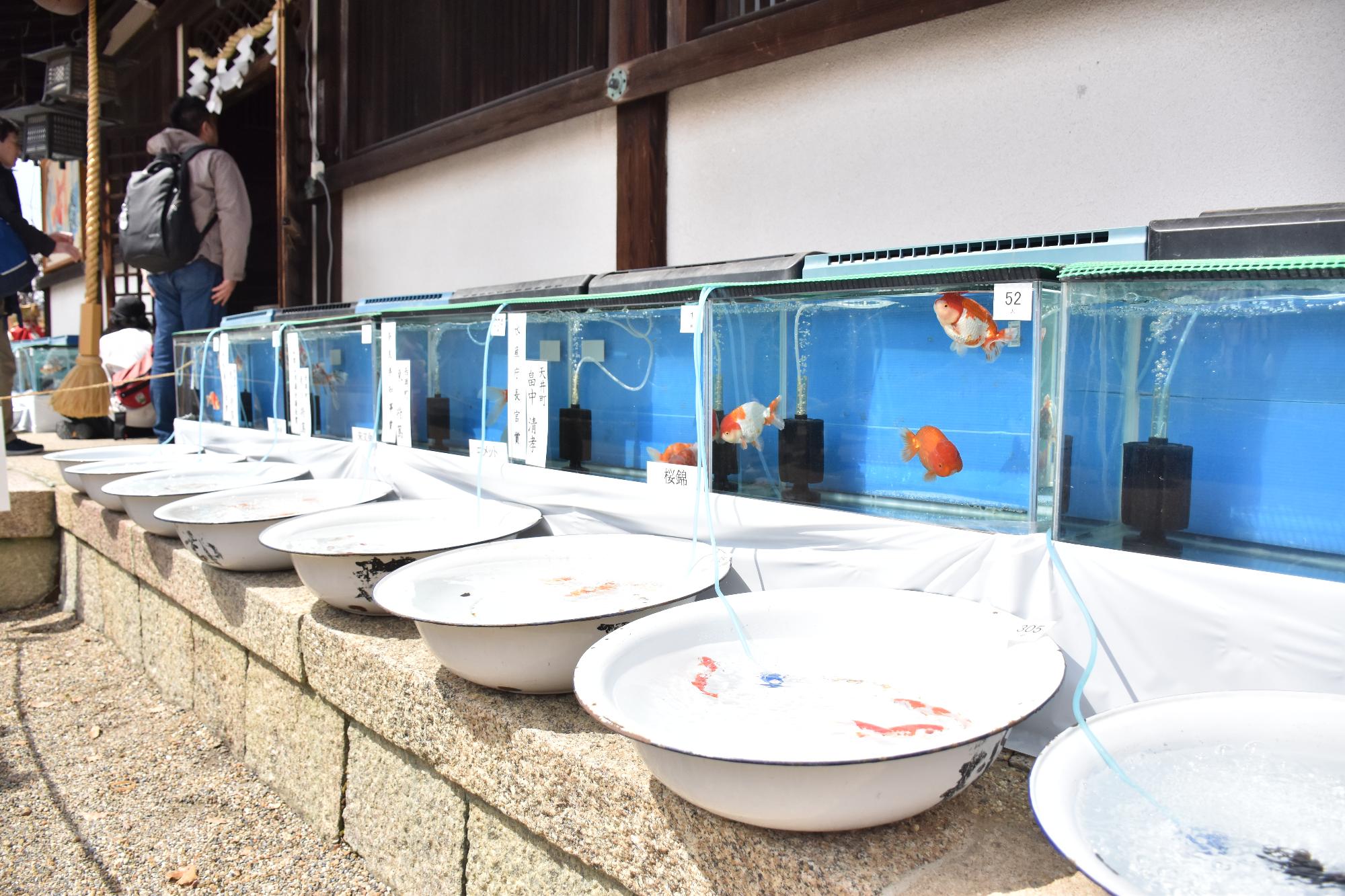 柳澤神社前で行われる金魚品評会の様子