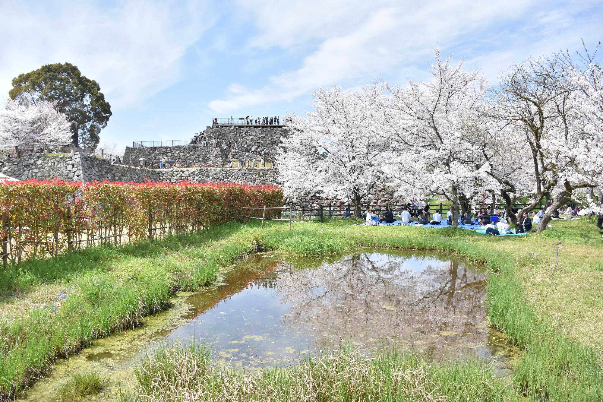 郡山城跡に咲く桜とその奥に天守台展望施設が見える
