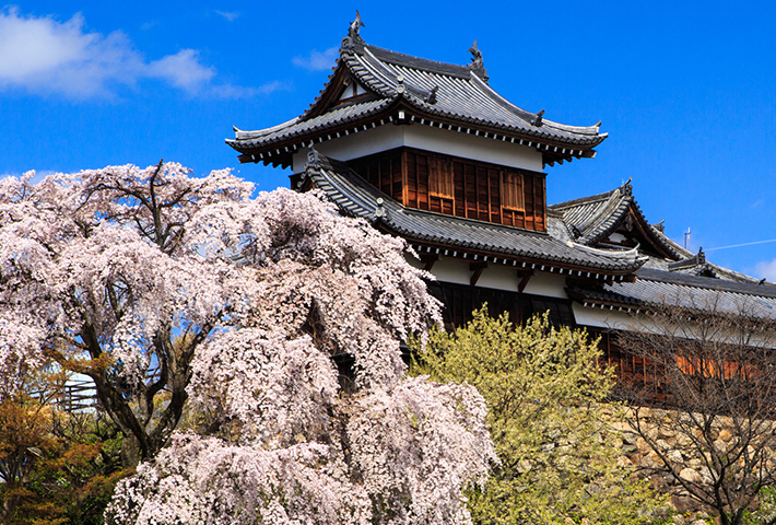 郡山城と満開の桜の写真