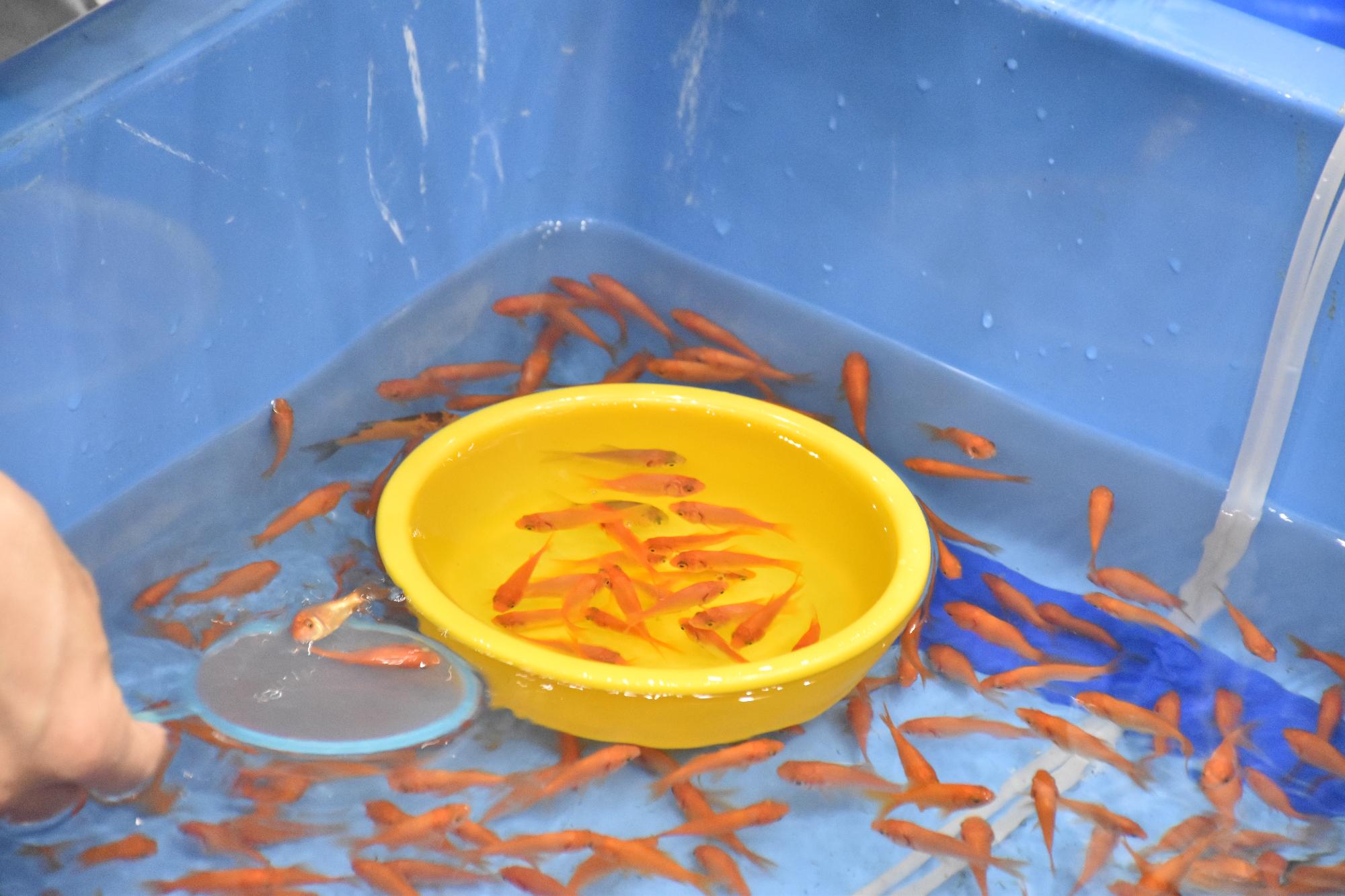金魚すくい大会の様子