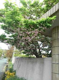 松尾寺へいく旧道七曲付近の桜