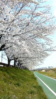 富雄川沿い桜