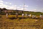 田んぼにおける稲作体験の活動風景の写真