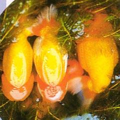 魚巣に産卵している数匹の金魚の写真