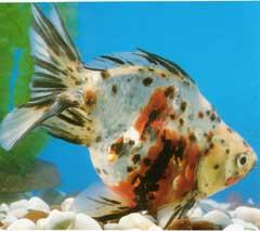 赤・青・黒のモザイク模様の金魚「キャリコ」の写真