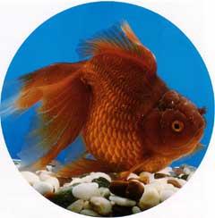 茶褐色の体色をしている金魚「茶金(チャキン)」の写真