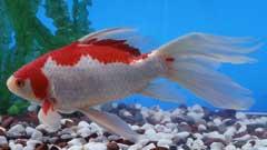 紅白模様で胴の長い金魚「コメット」の写真
