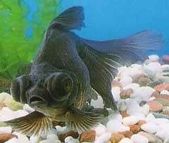 大きく突き出た目が特徴的な金魚「出目金(デメキン)」の写真
