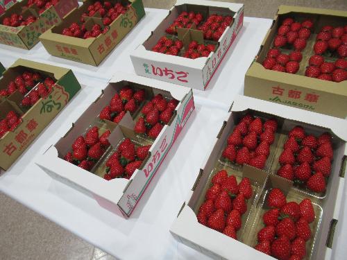 イチゴの画像小