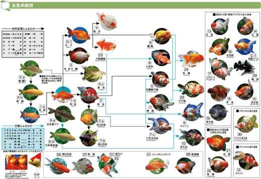金魚の系統図