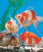 4種類の金魚が水槽の中で泳いでいる写真