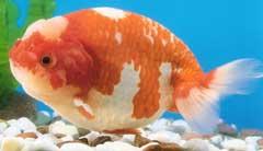 丸い体型が特徴的な金魚「蘭鋳(ランチュウ)」の写真