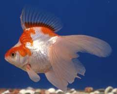 紅白の体色で尾びれが長い金魚「琉金(リュウキン)」の写真
