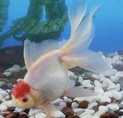 体は白く、頭だけが赤い金魚「丹頂(タンチョウ)」の写真