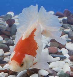 紅白の体色である金魚「土佐金(トサキン)」の写真