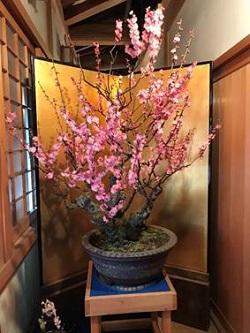 第15回大和郡山盆梅展にて展示された盆梅の写真