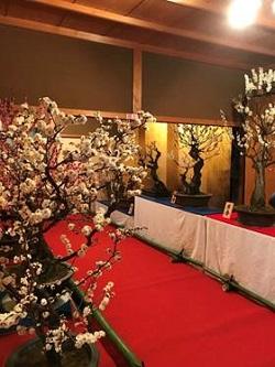 第15回大和郡山盆梅展における会場内の展示風景の写真