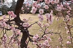 会場付近の屋外にて開花する、しだれ梅の花の写真