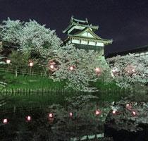 夜間にライトアップされた、大和郡山城追手向櫓と夜桜の写真