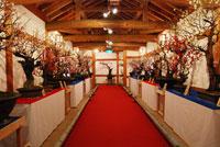 大和郡山城における盆梅展の展示風景の写真