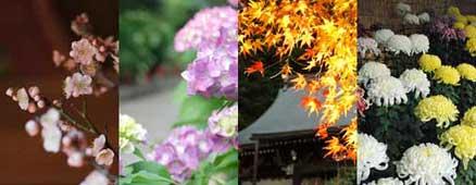 大和郡山市を彩る四季の植物の写真。左より梅・あじさい・紅葉・菊がピックアップされている