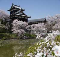 郡山城跡にて咲く桜の花と郡山城追手向櫓の写真