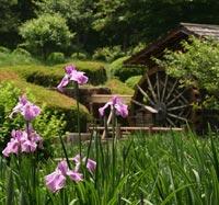 大和民俗公園にて咲くしょうぶの花と同公園の水車小屋の写真