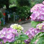 矢田寺にて咲くあじさいの花の写真
