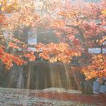 郡山城跡にて色づく紅葉の写真