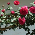 松尾寺にて咲くバラの花の写真