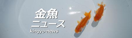 2匹の金魚が泳いでいる写真に金魚ニュースと書かれているロゴ