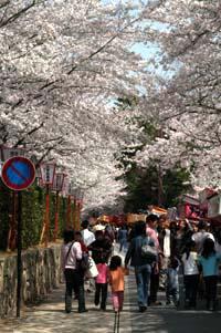 満開の桜並木の下を行き交う花見客たちの写真