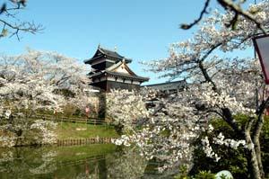 開花する大和郡山城敷地内の桜の写真。奥の堀の向こうに追手向櫓が確認できる