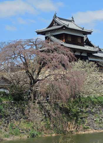 郡山城東隅櫓と開花し出した枝垂桜の写真。平成28年3月21日撮影