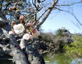 数輪咲き出したソメイヨシノの写真。奥には追手向櫓の遠景も確認できる。平成28年3月22日撮影