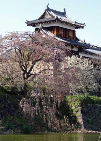 郡山城東隅櫓と次第に花数の増えた枝垂桜の写真。平成28年3月22日撮影