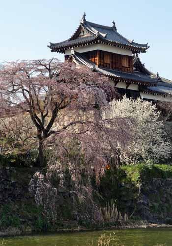 郡山城東隅櫓と桜色に色味を帯びた枝垂桜の写真。平成28年3月23日撮影