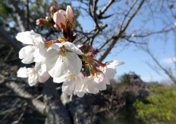 開花したソメイヨシノの花の写真。平成28年3月23日撮影
