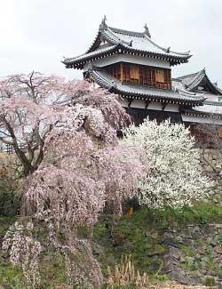 郡山城東隅櫓と五分咲きの枝垂桜の写真。平成28年3月25日撮影