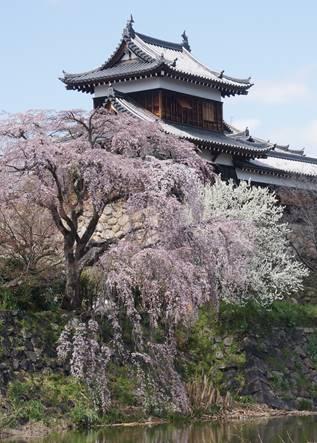 郡山城東隅櫓と満開を控えた枝垂桜の写真。平成28年3月26日撮影