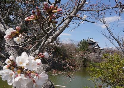 郡山城追手向櫓と開花したソメイヨシノの花の写真。平成28年3月26日撮影