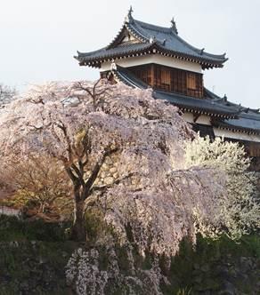西日を浴びる郡山城東隅櫓とほぼ満開の枝垂桜の写真。平成28年3月28日撮影