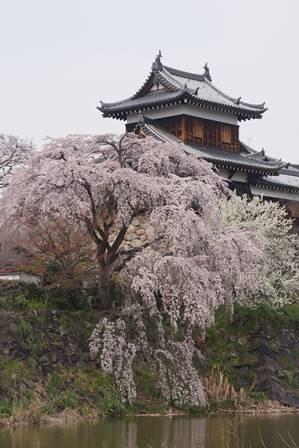 郡山城東隅櫓と満開の枝垂桜の写真。平成28年3月29日撮影