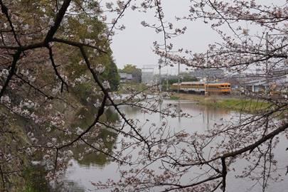 郡山城五軒屋敷池付近にて撮影された、開花したソメイヨシノの写真。平成28年3月29日撮影