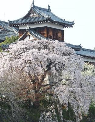 郡山城東隅櫓と満開の枝垂桜の写真。平成28年3月30日撮影