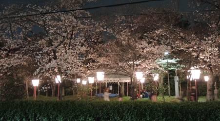 ぼんぼりに照らされたソメイヨシノのライトアップ風景の写真。平成28年3月31日撮影