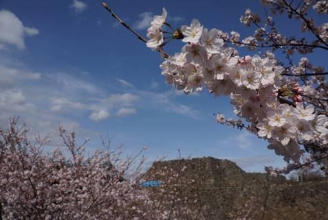 郡山城天守台と開花したソメイヨシノの写真。平成28年4月2日撮影